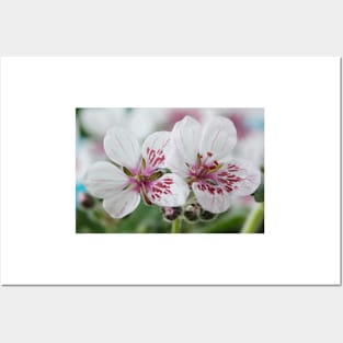 Erodium pelargoniiflorum  'Sweetheart'  Heron's bill  Stork's bill Posters and Art